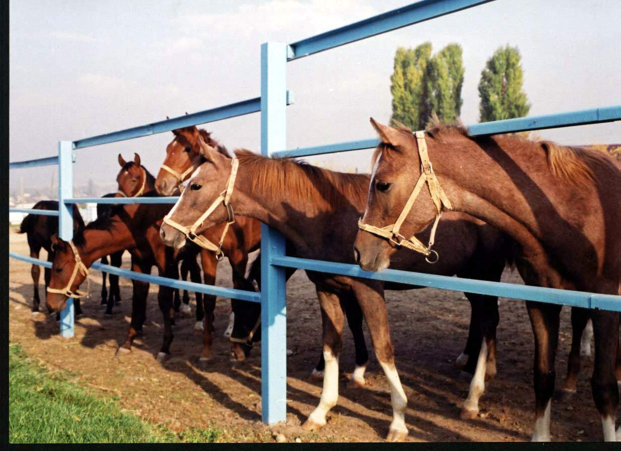 horse breeding farms